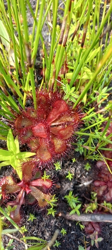 Drosera slackii