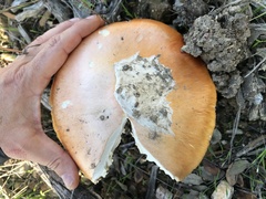 Amanita caesarea