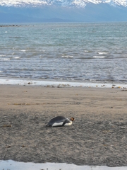 Aptenodytes patagonicus