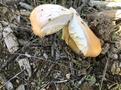 Amanita caesarea