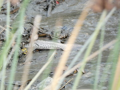 Oncorhynchus tshawytscha