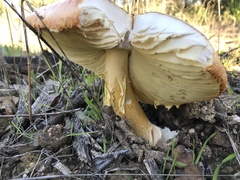 Amanita caesarea