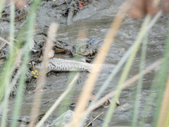 Oncorhynchus tshawytscha