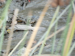 Oncorhynchus tshawytscha