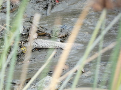 Oncorhynchus tshawytscha