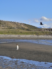 Aptenodytes patagonicus