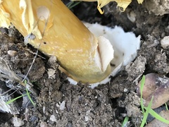 Amanita caesarea