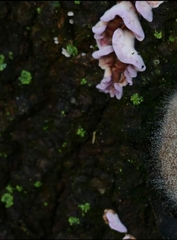 Chondrostereum purpureum