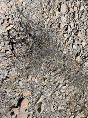 Hoffmannseggia microphylla