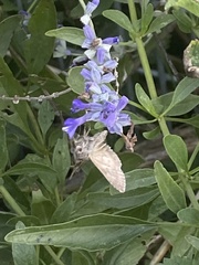 Atalopedes campestris