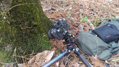 Strobilurus conigenoides