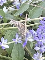Atalopedes campestris