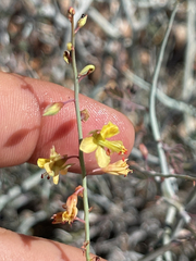 Hoffmannseggia microphylla