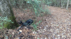 Strobilurus conigenoides