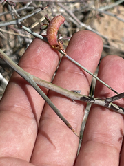 Hoffmannseggia microphylla