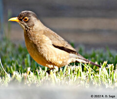 Turdus falcklandii