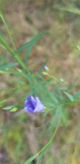 Wahlenbergia capillaris