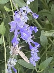 Atalopedes campestris