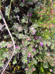 Indigofera glomerata