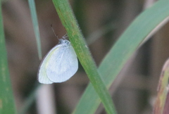 Eurema daira