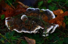 Heterobasidion annosum