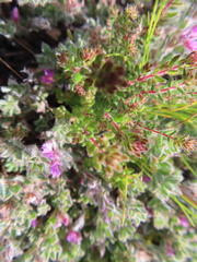 Indigofera glomerata