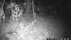 Didelphis virginiana