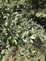 Quercus grisea