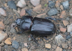 Archophileurus