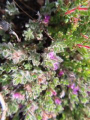 Indigofera glomerata