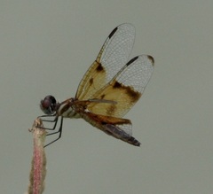 Perithemis