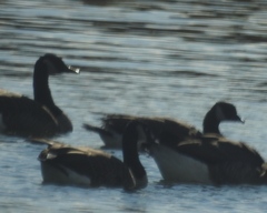 Branta hutchinsii