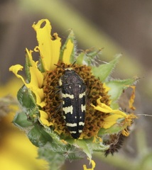 Acmaeodera macra