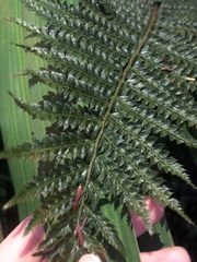 Polystichum