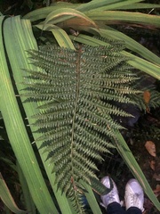 Polystichum
