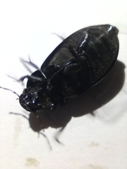 Hydrochara caraboides