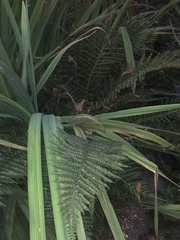 Polystichum
