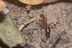 Camponotus semitestaceus