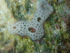 Lissoclinum perforatum