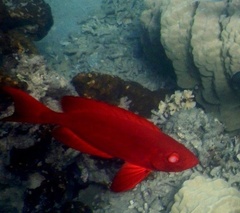 Priacanthus hamrur
