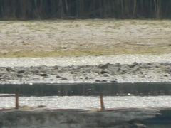 Calidris minutilla