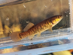 Umbra limi