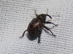 Chalcodermus collaris