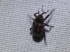 Chalcodermus collaris