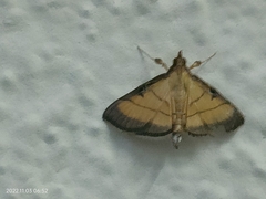 Cnaphalocrocis medinalis