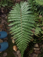 Dryopteridoideae