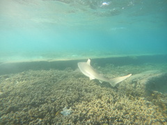 Carcharhinus melanopterus