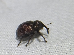 Chalcodermus collaris