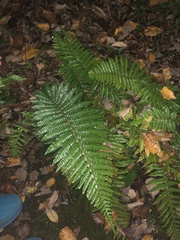 Dryopteridoideae