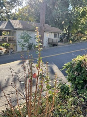 Cotoneaster simonsii